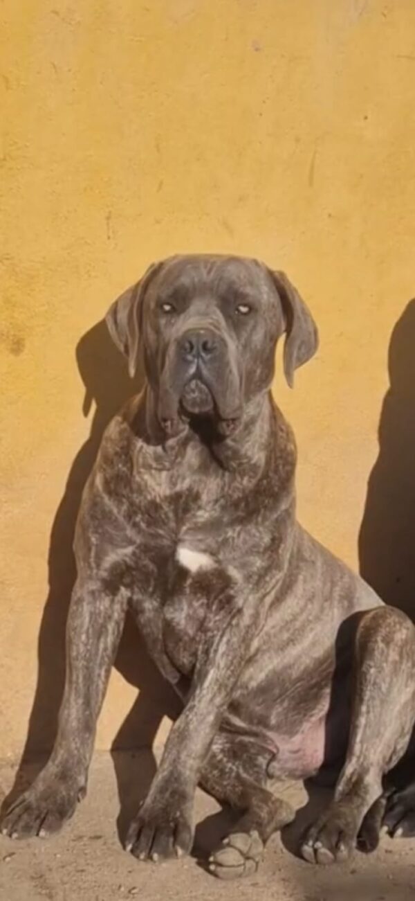 Cane Corso (Mastín Italiano) - Imagen 6