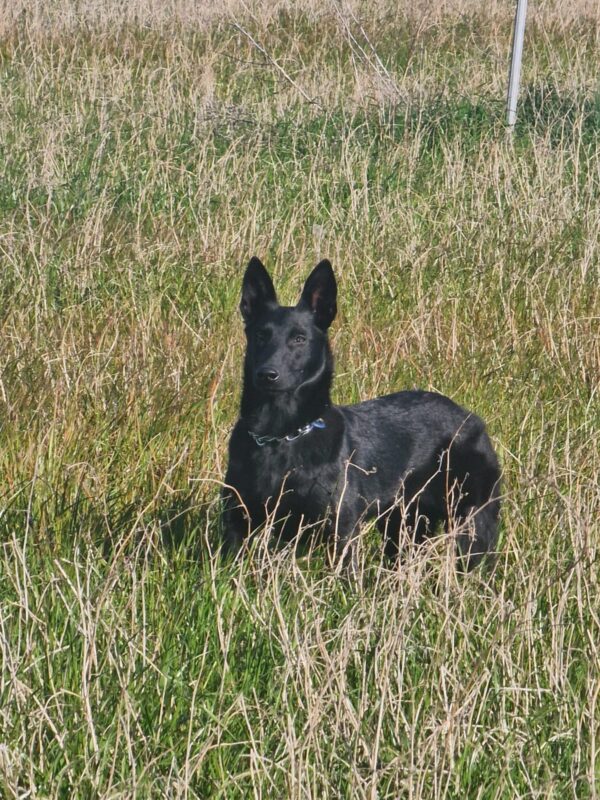 Pastor Belga Malinois - Imagen 5
