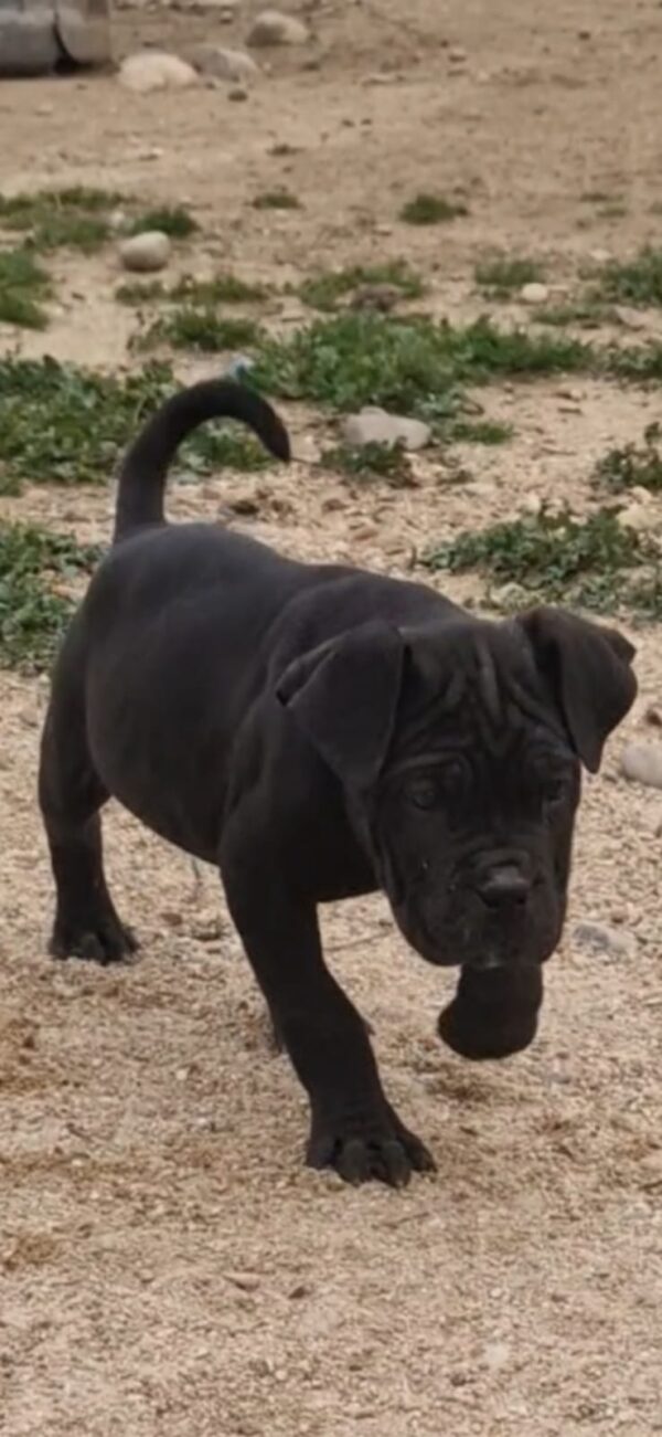 Cane Corso (Mastín Italiano) - Imagen 2