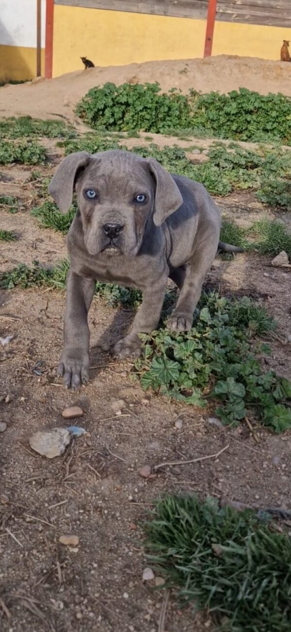 Cane Corso (Mastín Italiano) - Imagen 5