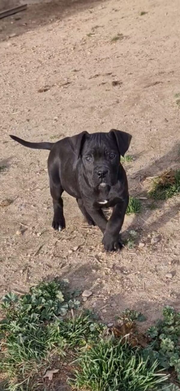 Cane Corso (Mastín Italiano) - Imagen 3