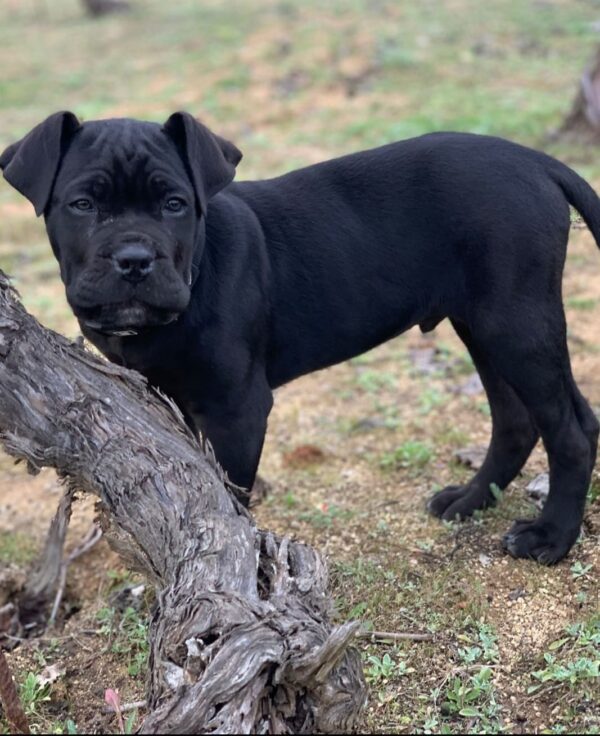 Cane Corso (Mastín Italiano) - Imagen 4