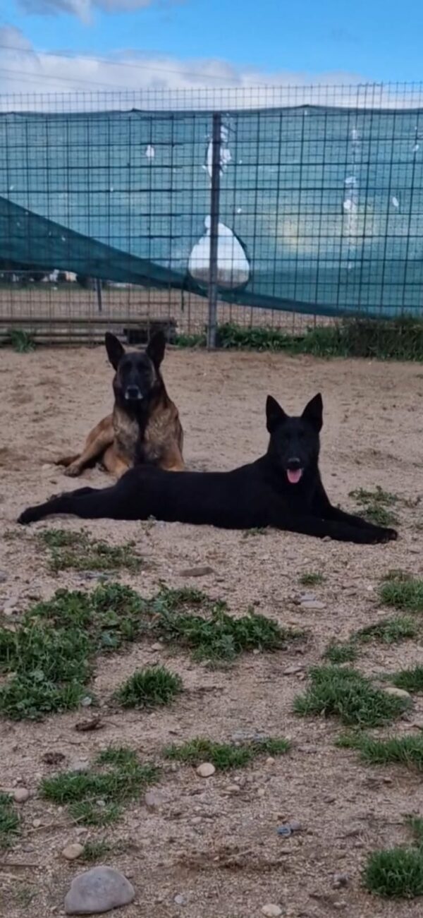 Pastor Belga Malinois - Imagen 4