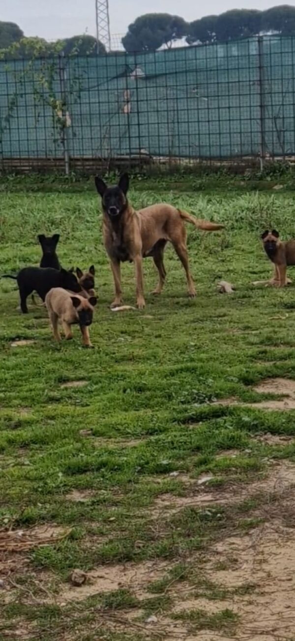 Pastor Belga Malinois - Imagen 3