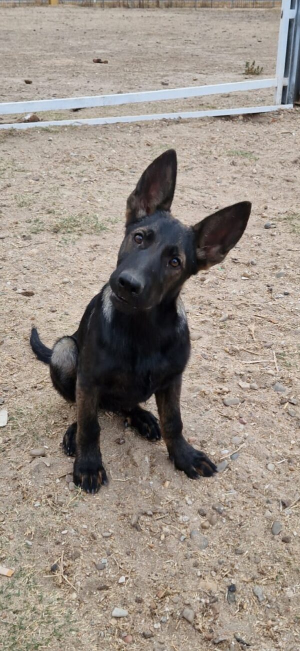Pastor Belga Malinois - Imagen 2