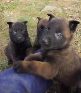 Cachorros de Pastor Belga Malinois de líneas espectaculares, nacidos de hembras con amplia experiencia en protección y trabajo. Se crían con la esencia instintiva de su herencia pastoril y guardiana, en total libertad para desarrollar su inteligencia y energía natural, pero siempre arropados por el cariño incondicional de nuestra familia.Estos pequeños son valientes exploradores, listos para aprender y leales hasta el final, perfectos para hogares activos que valoran un compañero noble, alerta y profundamente unido a los suyos. Con socialización diaria, juegos estimulantes y amor genuino, crecen seguros y equilibrados. ¡Contáctanos para conocerlos y reserva tu futuro protector! 🐾✨