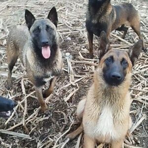 Camada de malinois disponible